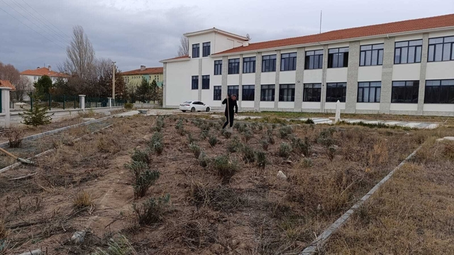 Çankırı'da öğrenciler okul bahçesinde lavanta yetiştiriyor