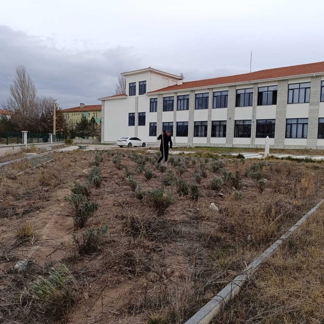 Çankırı'da öğrenciler okul bahçesinde lavanta yetiştiriyor