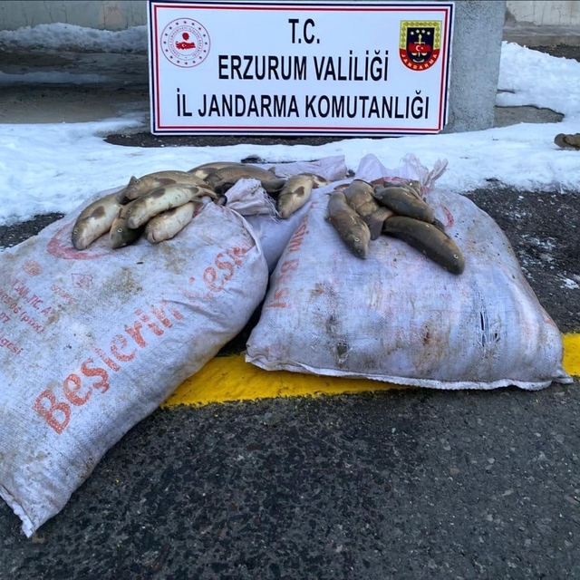 Erzurum'da kaçak balık avlayan 4 kişi hakkında işlem yapıldı
