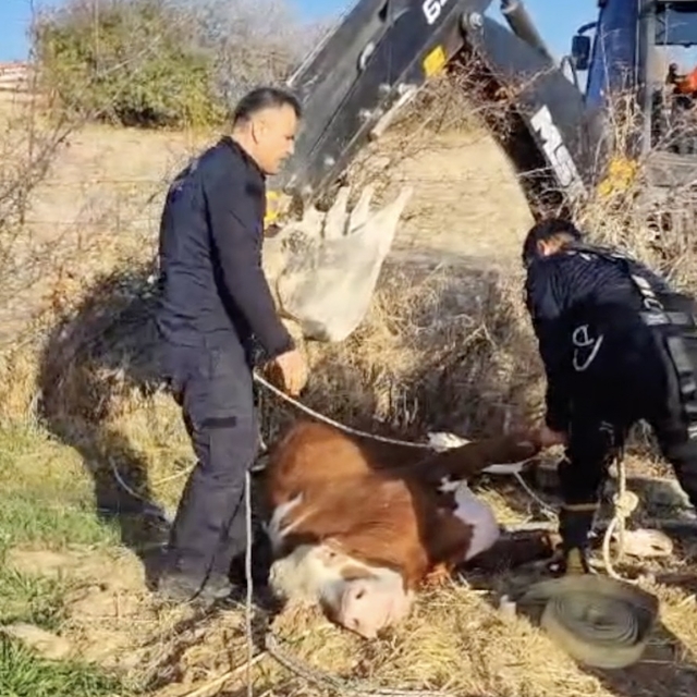 Adıyaman'da su kuyusuna düşen inek kurtarıldı