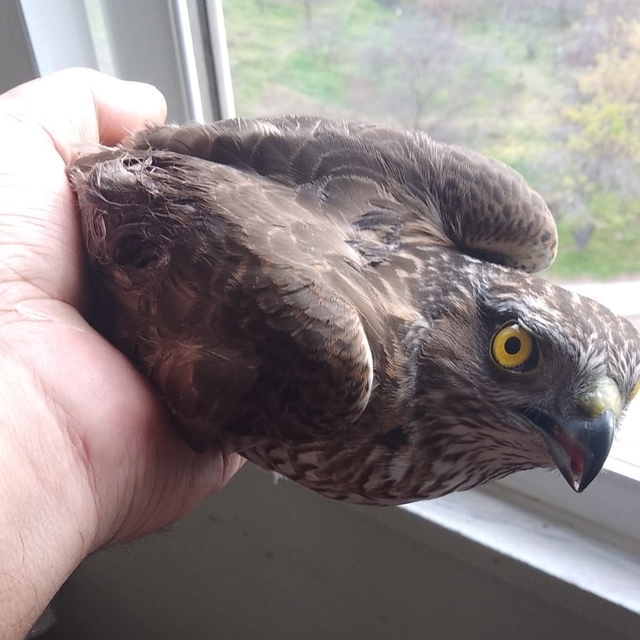Karabük'te yaralı bulunan atmaca tedaviye alındı
