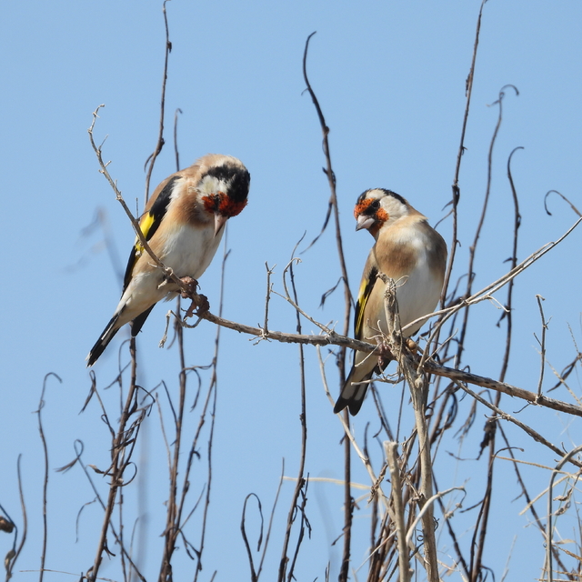 Yağışlarla eski günlerine dönen Milleyha'deki kuş türleri görüntülendi