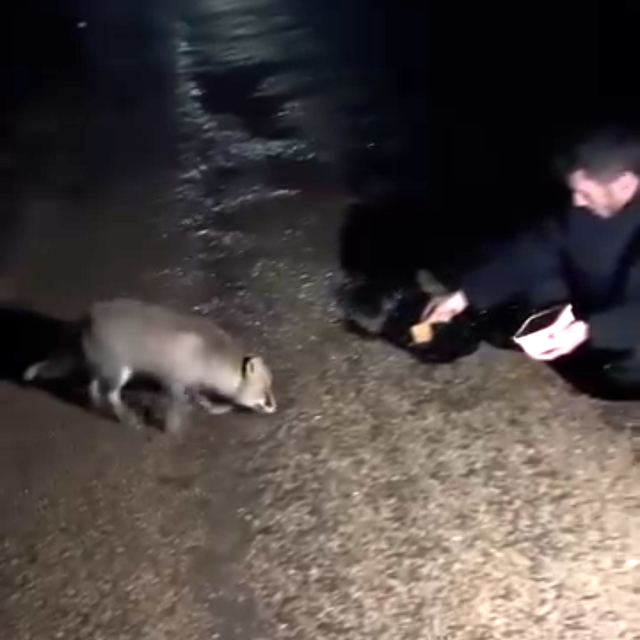 Yanlarına gelen tilgiyi börekle beslediler