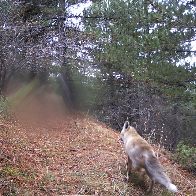 Çankırı'da ormanlık alanda sansar, tilki ve tavşan, yiyecek ararken görüntü...