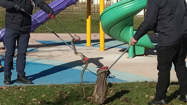 Bolu'da çocuk parkında görülen yılan yakalandı