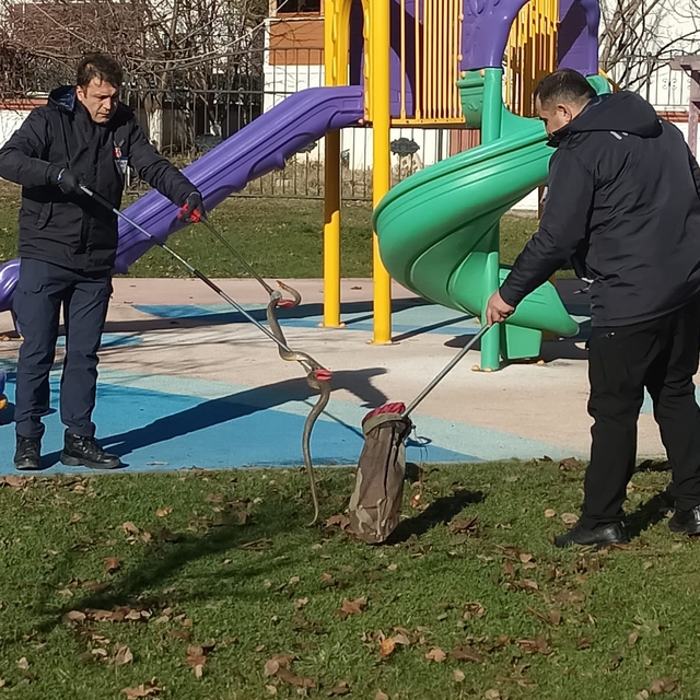 Bolu'da çocuk parkında görülen yılan yakalandı