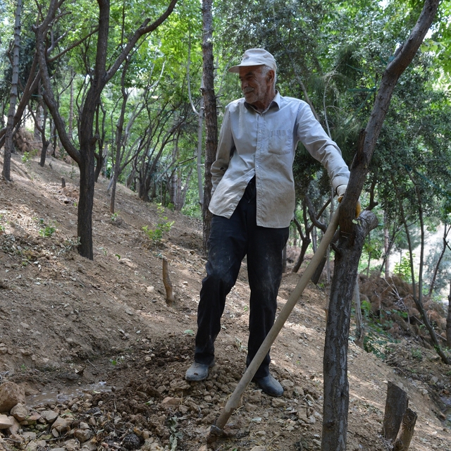 30 yılda 30 binin üzerinde fidan diken 'Şeyhmus Amca': Ölünceye kadar devam...