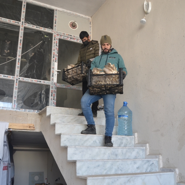 Hakkarili genç girişimci yılda 2 ton mantar üretiyor