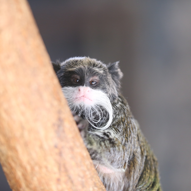 Bursa Hayvanat Bahçesi'ndeki sakallı maymunlar kışın tatlı yiyeceklerle bes...