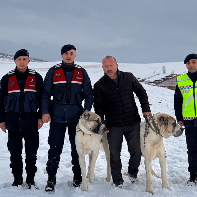 Kırşehir'de çalınan çoban köpeklerini jandarma buldu