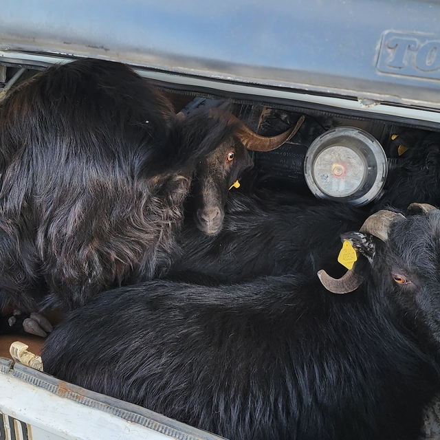 Aladağ'da küçükbaş hayvan çaldıkları öne sürülen 2 şüpheli yakalandı