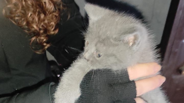 Bolu'da apartman boşluğuna düşen kedi yavrusu duvar kırılarak kurtarıldı