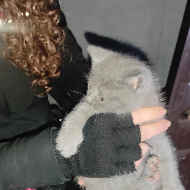 Bolu'da apartman boşluğuna düşen kedi yavrusu duvar kırılarak kurtarıldı