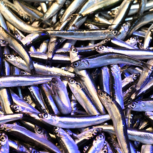 Trabzon'da olumsuz hava koşulları hamsi fiyatlarını yükseltti