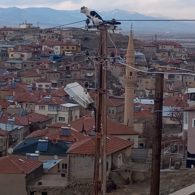 Kayseri'de elektrik direğinde mahsur kalan kediyi itfaiye ekipleri kurtardı