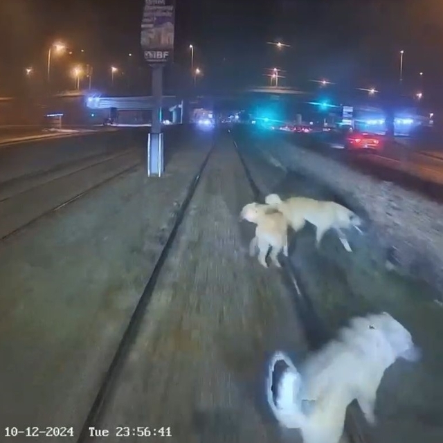 Kayseri'de raylara bağlanan köpek vatmanın dikkati sayesinde kurtarıldı