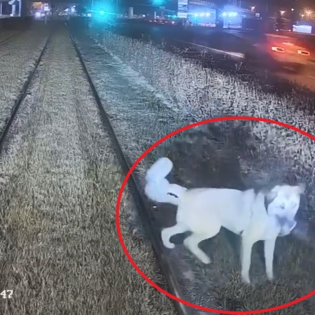 Zincirle raylara bağlanan köpek, vatmanın dikkatiyle kurtuldu