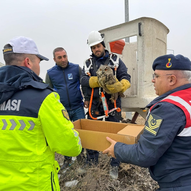 Muş'ta elektrik tellerine sıkışan yaralı puhu ekiplerce kurtarıldı