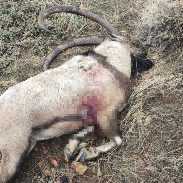 Yaban keçisi avlayan İYİ Parti milletvekili ile 3 kişiye 1 milyon 400 bin b...