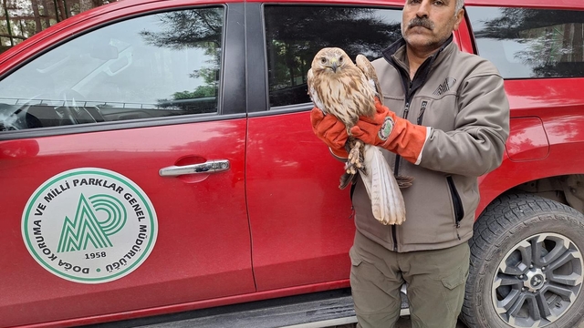 Şanlıurfa'da yaralı halde bulunan kuşlar tedavi altına alındı