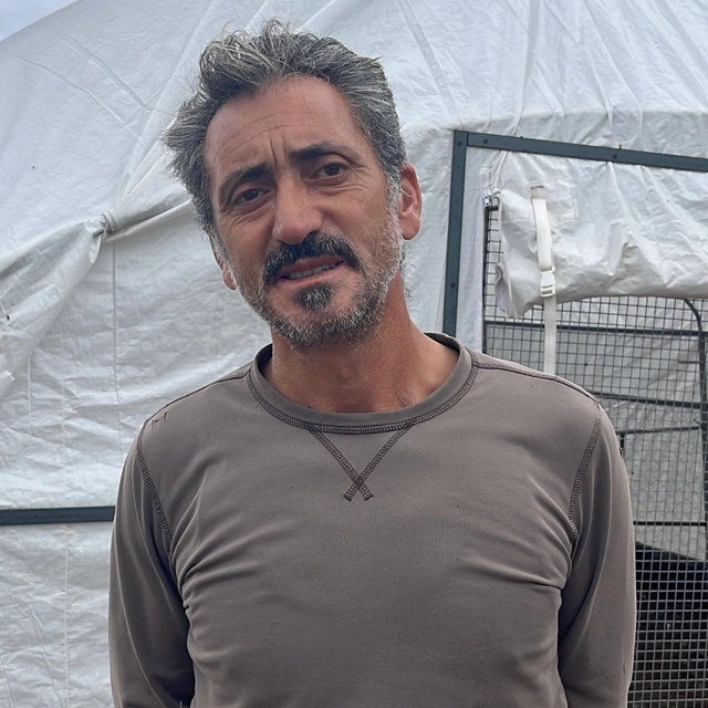 Bodrum'da sahipsiz köpeklerin saldırdığı yaklaşık 600 tavuk telef oldu