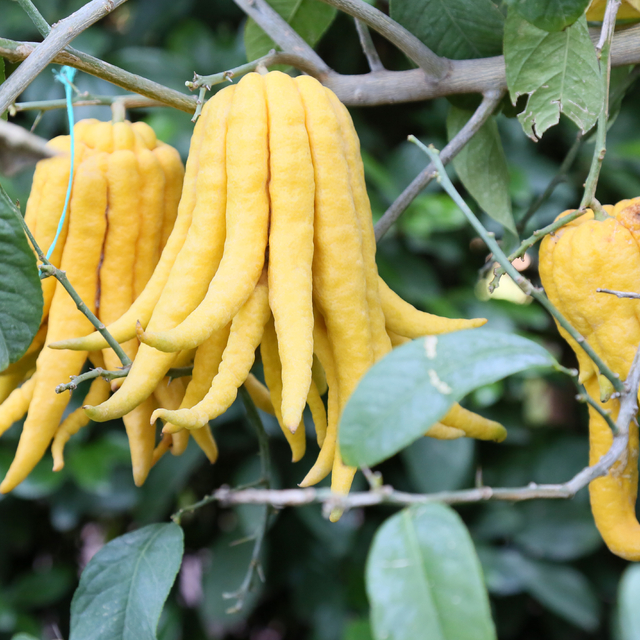 En ilginç narenciye türleri, bu bahçede yetişiyor; Buda'nın eli, havyar lim...