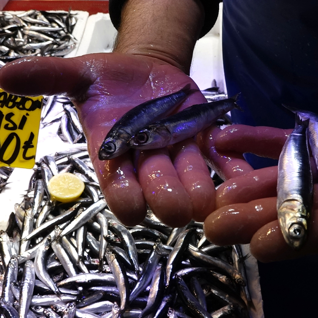 Kar suyuyla lezzetlenen hamsiye, fiyatına rağmen ilgi