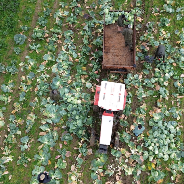 Bafra Ovası'nda beyaz lahanada 135 bin ton rekolte bekleniyor
