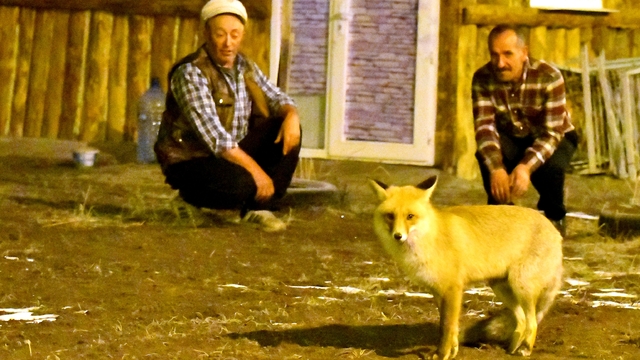 Kars'ın Sarıkamış ilçesinde aç kalan kızıl tilkiyi bölge sakinleri besledi