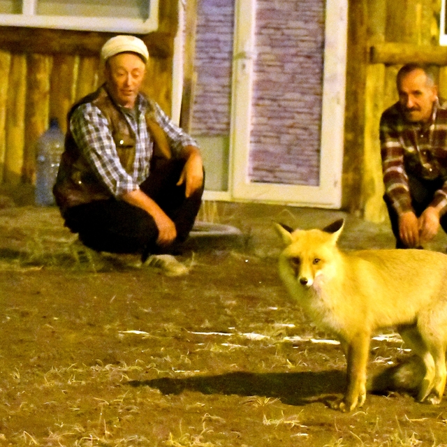 Kars'ın Sarıkamış ilçesinde aç kalan kızıl tilkiyi bölge sakinleri besledi