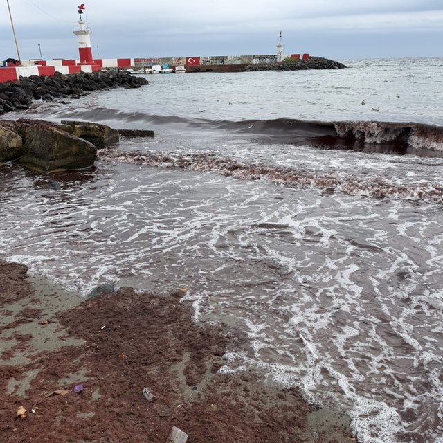 Tekirdağ'da lodos nedeniyle sahilde kırmızı yosun birikti