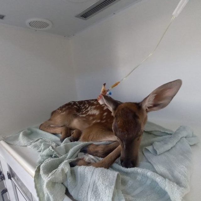 Afyonkarahisar'da yaralı kızıl geyik yavrusu koruma altına alındı