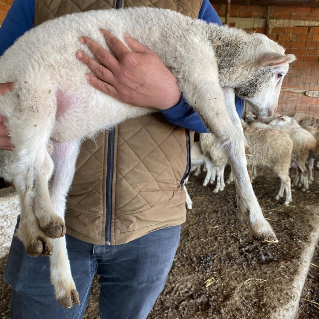 Kuzu, 5 bacaklı doğdu