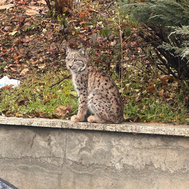 Tokat'ta, nesli tehlikede olan vaşak görüntülendi