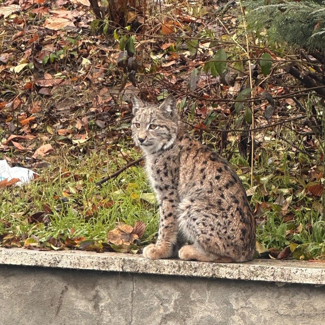 Tokat'ta üniversite kampüsünde vaşak görüldü