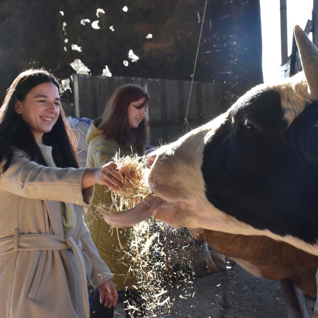Üniversiteli kız kardeşler, devlet desteğiyle ata topraklarında hayvancılık...