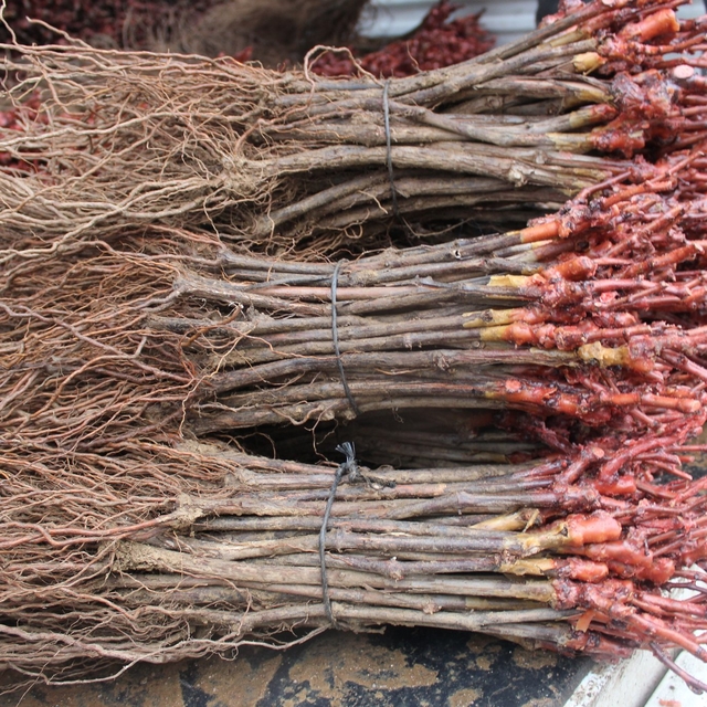 Pazar ilçesinde üreticilere asma ve ceviz fidanı dağıtıldı
