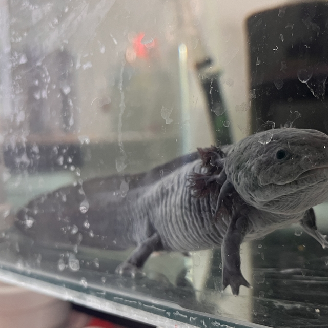 Tatlı su canlısı aksolotl uzuv kaybıyla ilgili bilimsel çalışmalar için lab...