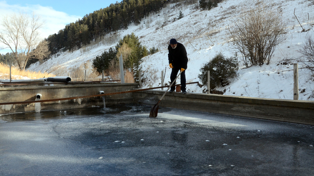 Kars'ta çiftliklerdeki balık havuzları buzla kaplandı