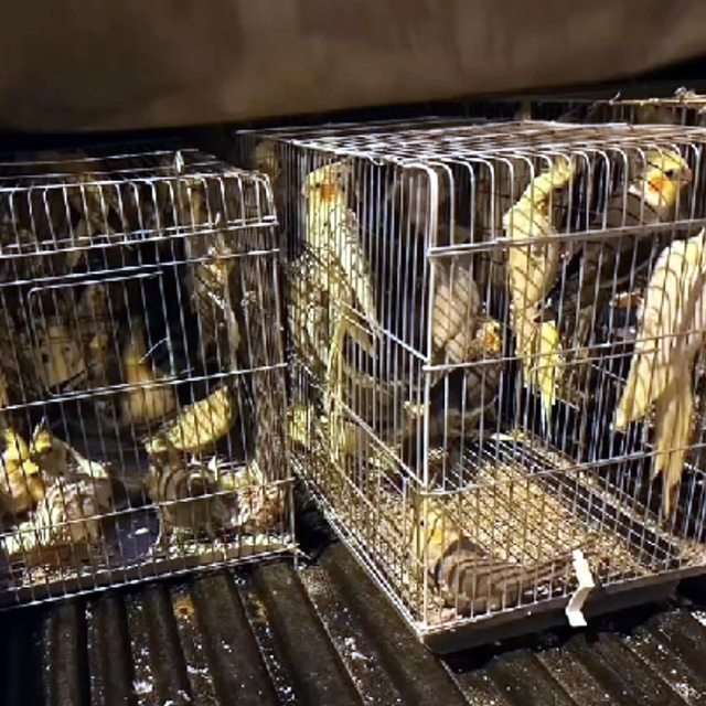 Tekirdağ'da 666 kaçak kuş ele geçirildi