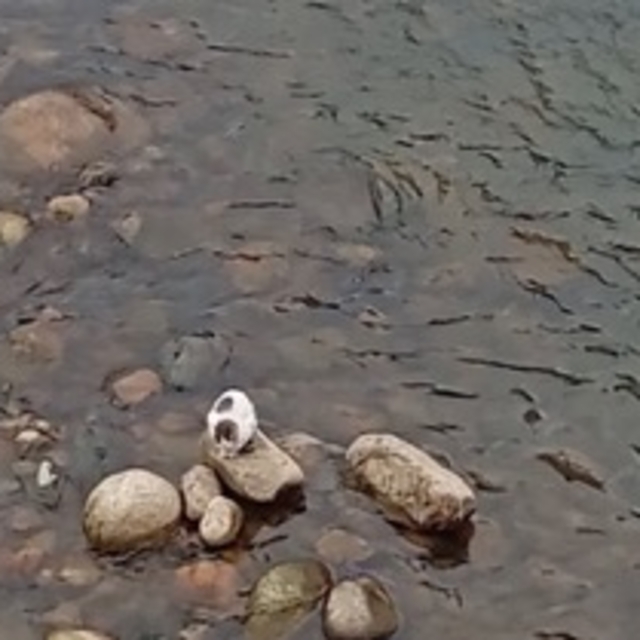 Derede mahsur kalan kedi balıkçı kepçesiyle kurtarıldı