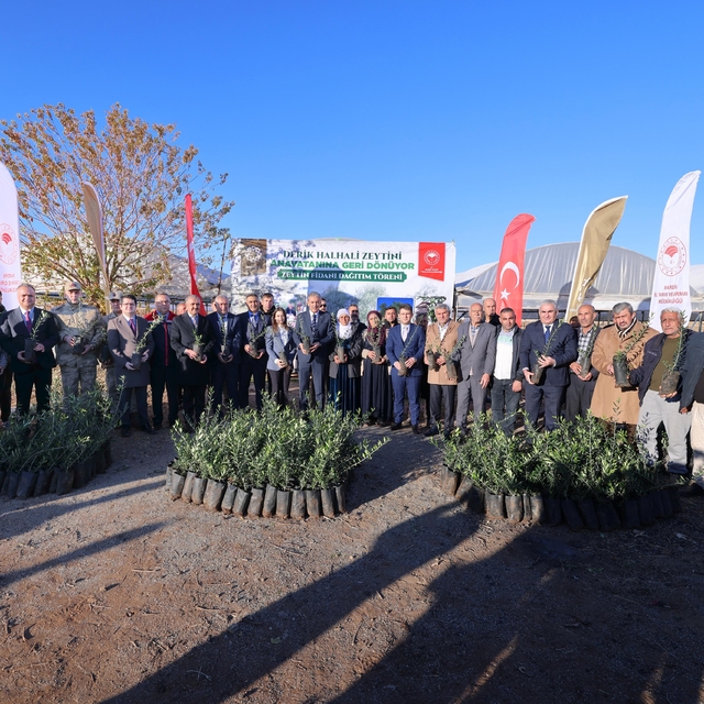 Derik'te çiftçilere 19 bin 480 zeytin fidanı dağıtıldı