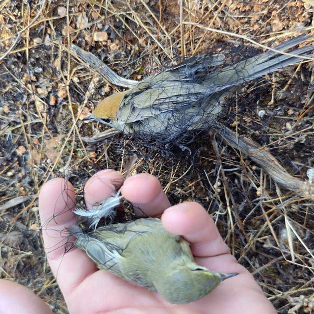 Kaçak avlanan milyonlarca karabaşlı ötleğen, restoranlarda müşterilere sunu...