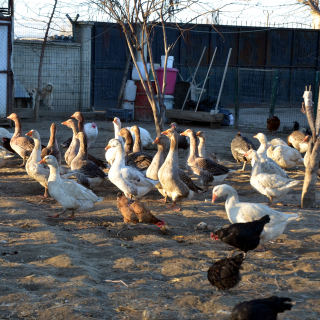 Muşlu çiftçi, hobi için kurduğu çiftlikte bin kanatlı hayvan besliyor