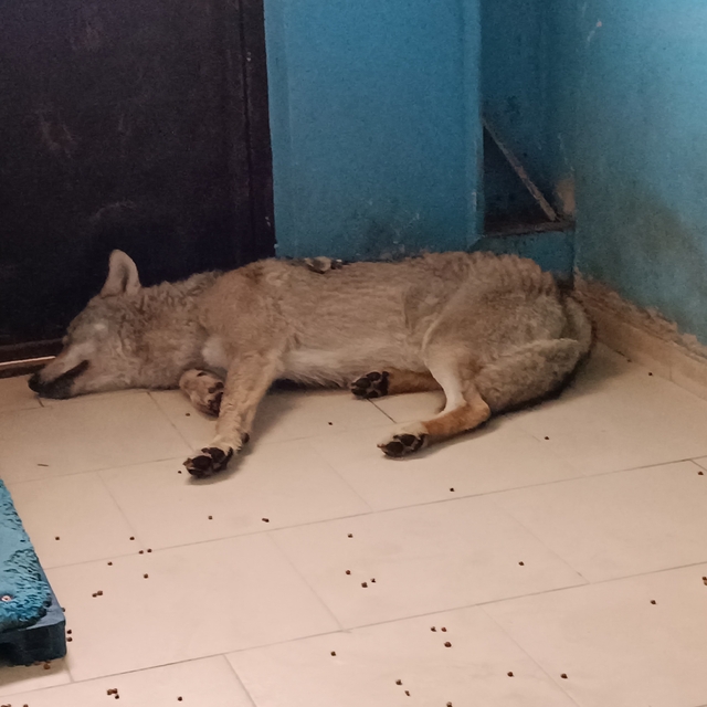 Bitlis'te yaralı kurt tedavi altına alındı