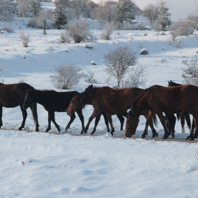 Beypazarı kırsalında yılkı atları görüntülendi