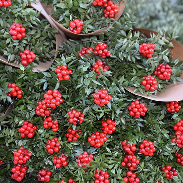Yılbaşı çiçeği 'kokina'ya yoğun talep