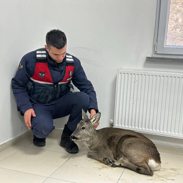 Giresun'da dere yatağından kurtarılan yaralı karaca koruma altına alındı