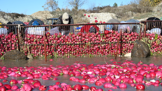 Tescilli Kadirli turpunda hasat dönemi başladı