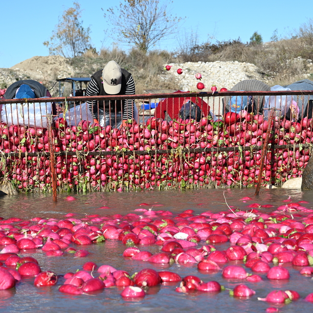Tescilli Kadirli turpunda hasat dönemi başladı